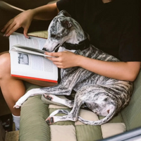 Bakåtvänd bilstol för hund – Lätt installation och stabilitet 